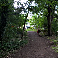 Photograph of trees along the Ladycroft path